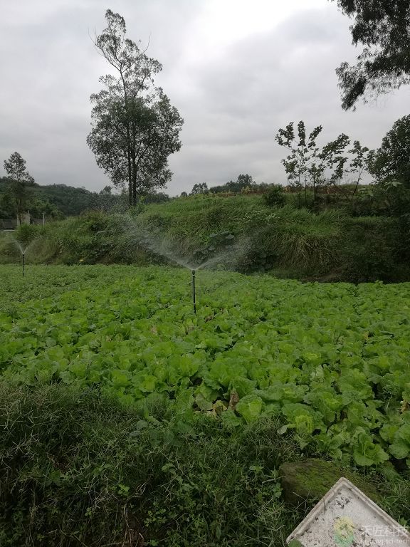 九龙坡区春芽蔬菜专业合作社