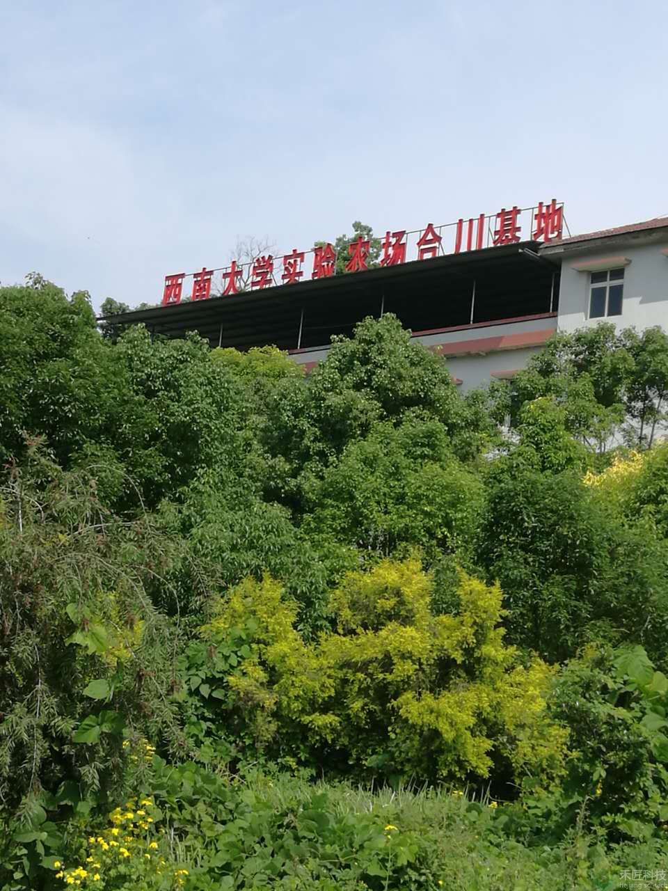 西南大学合川试验基地（管灌）