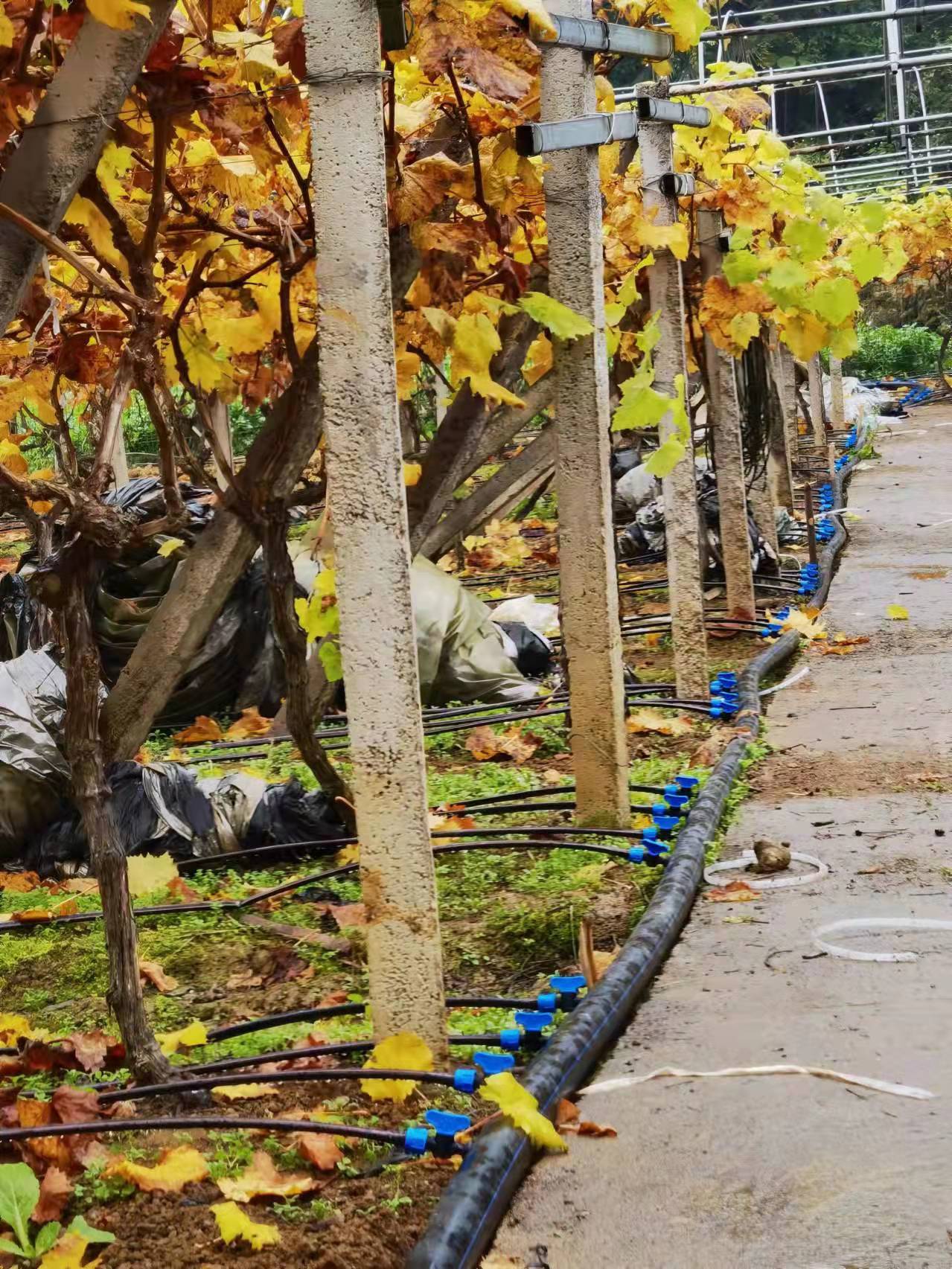 彭水岩头坝葡萄种植基地